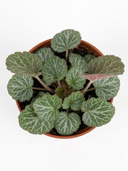 Saxifraga Stolonifera