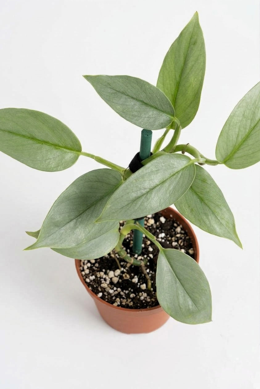 Philodendro Silver Hastatum