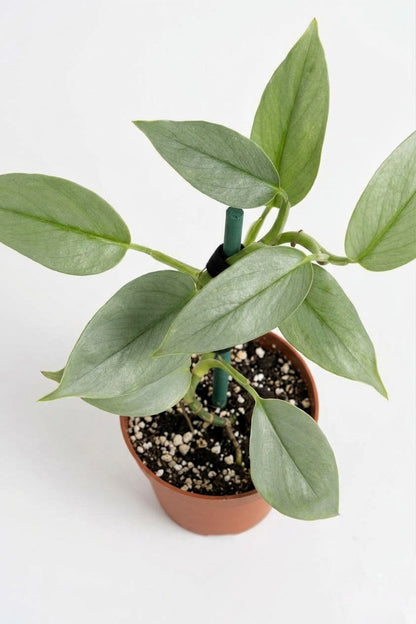 Philodendro Silver Hastatum