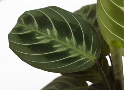 Maranta Leuconera “Cat Moustache”