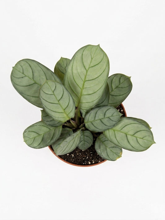 Calathea Amagris