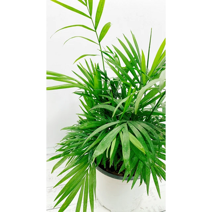 Palmera Chamadorea