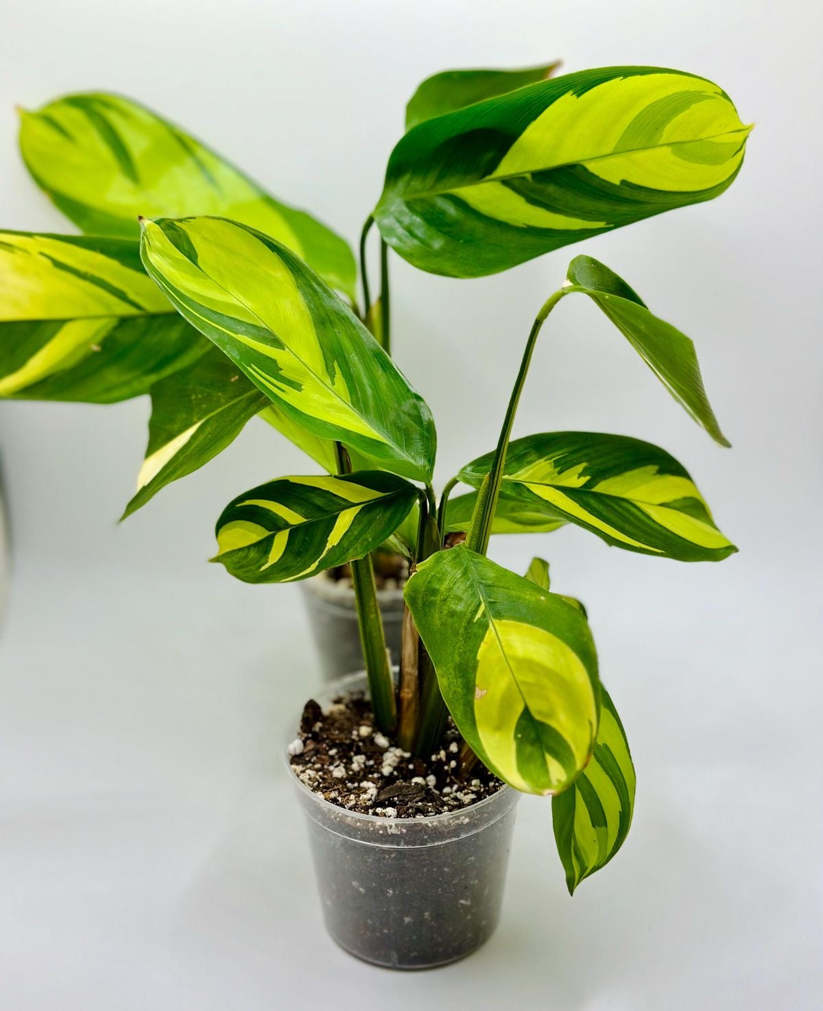 Maranta Lubersiana