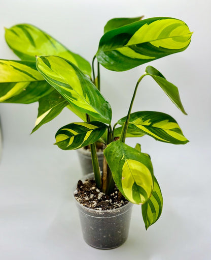 Maranta Lubbersiana