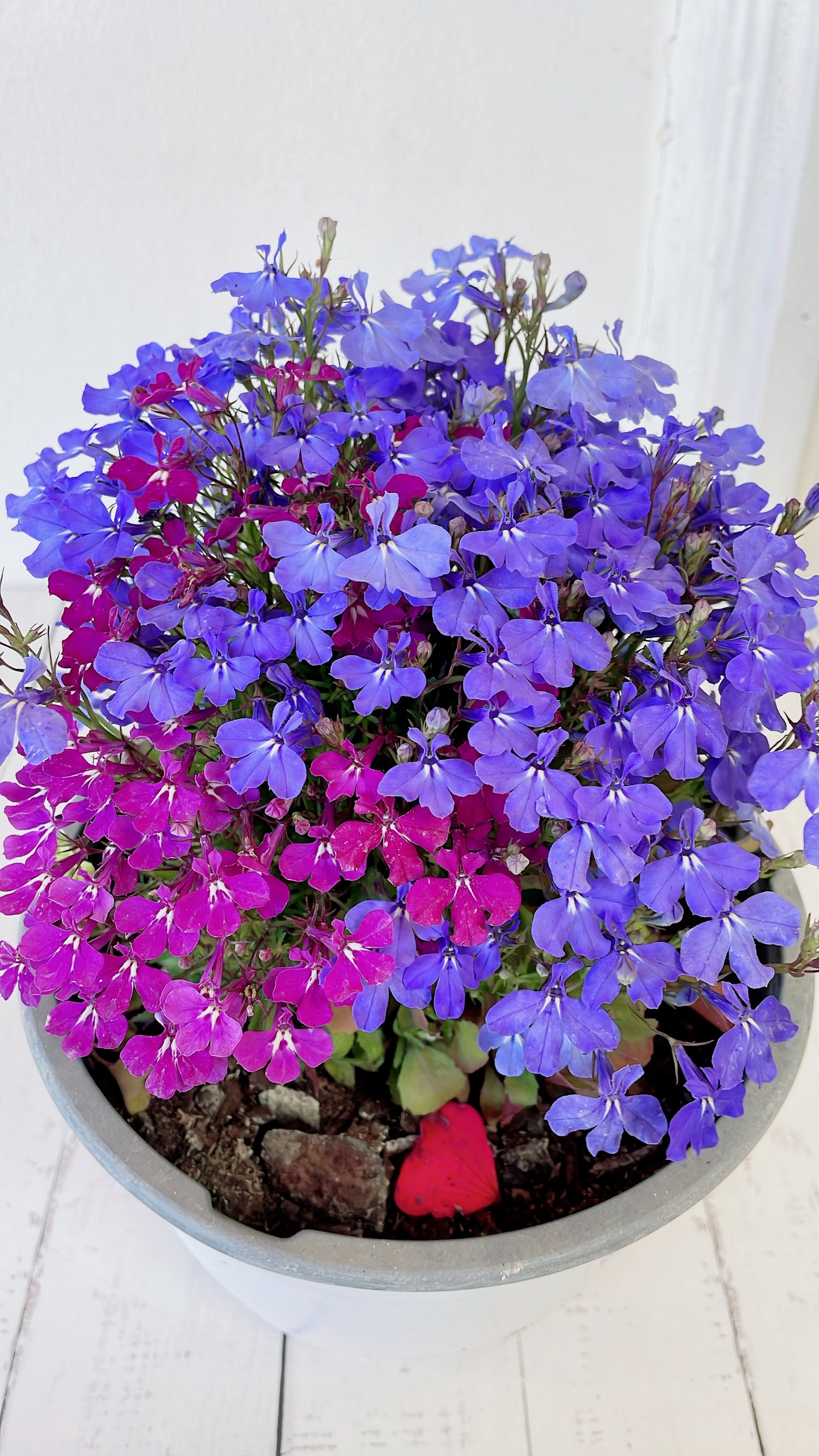 Lobelia