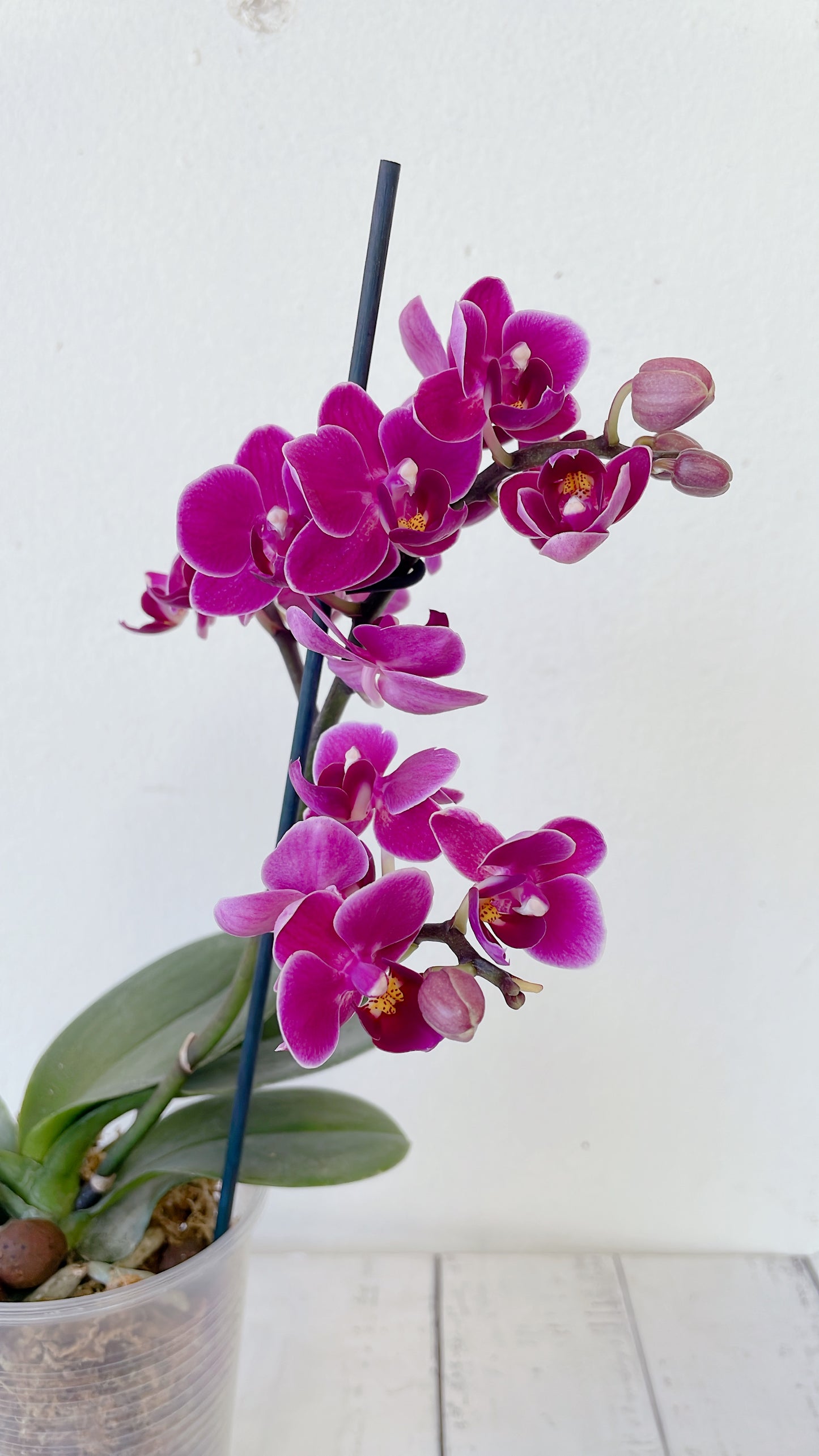 Orquídea