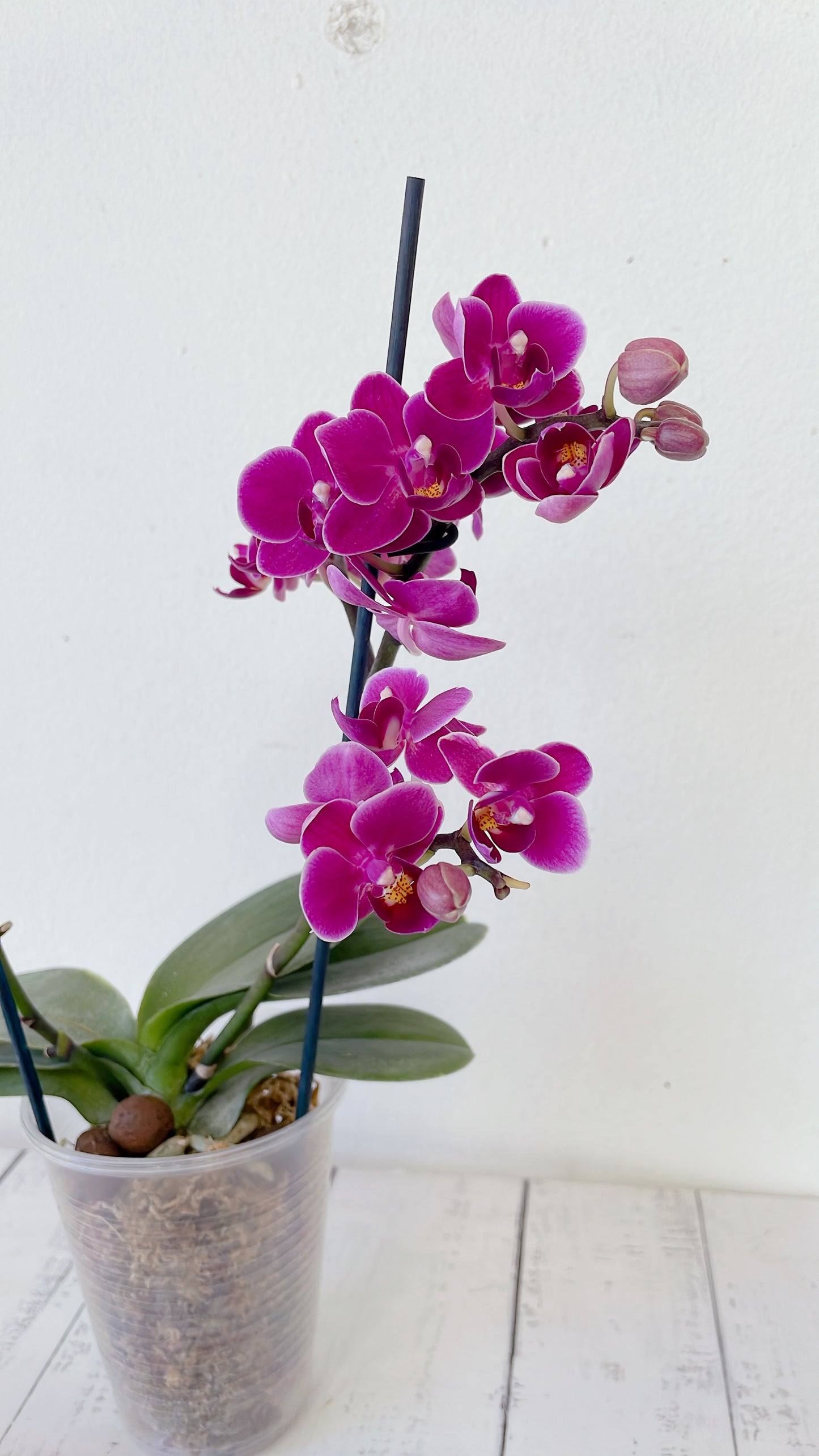 Orquídea