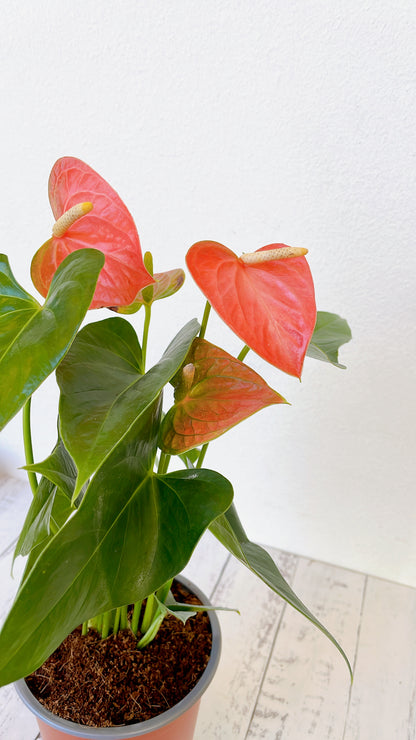 Anthurium Rojo
