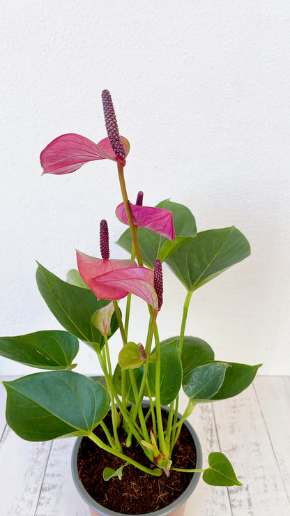 Anthurium Rojo