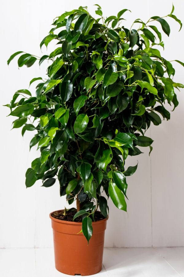 Ficus Benjamina