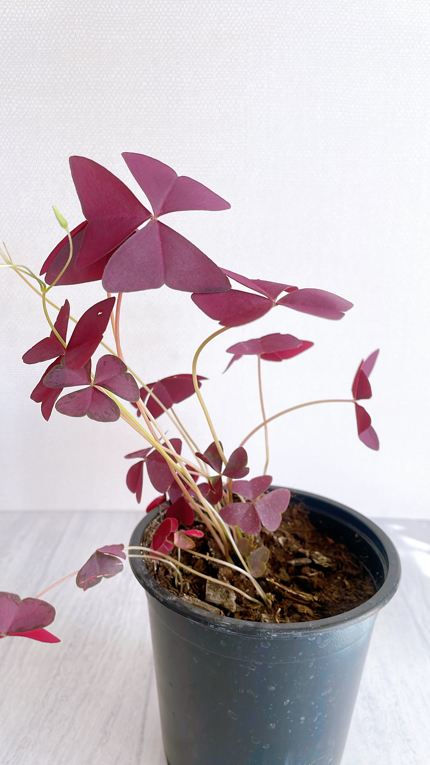 Oxalis Triangularis