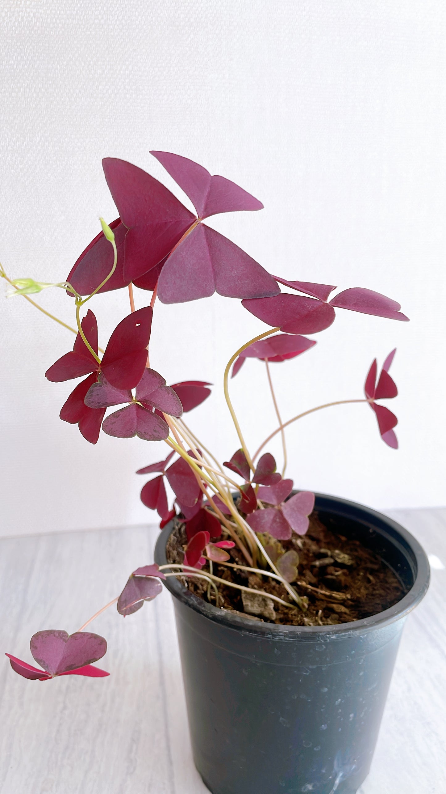 Oxalis Triangularis