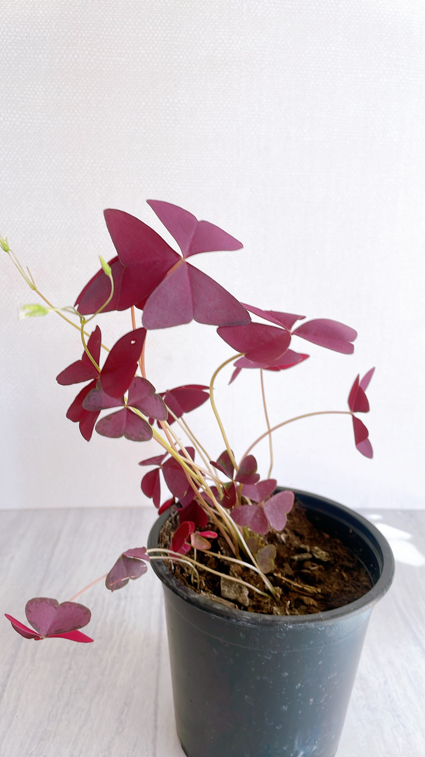 Oxalis Triangularis