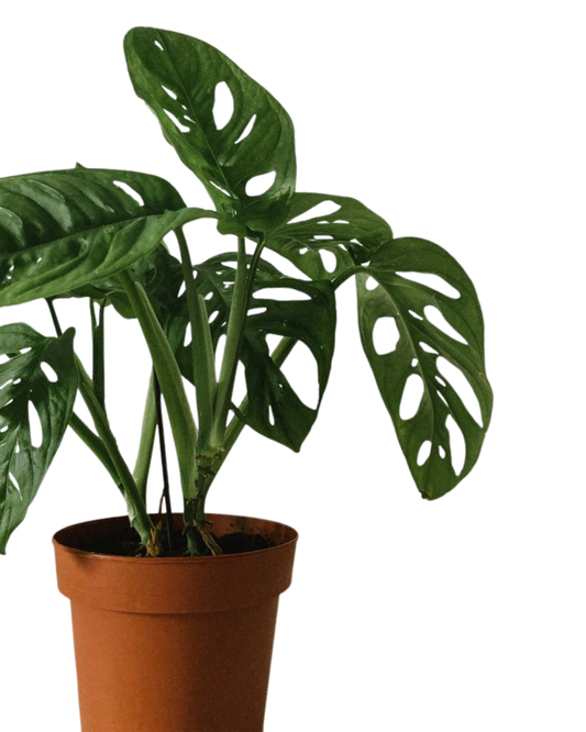 Monstera Adansonni