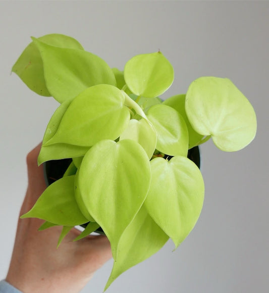 Ph. Cordatum lemon Lime