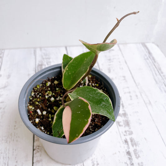 Hoya Krimson Queen