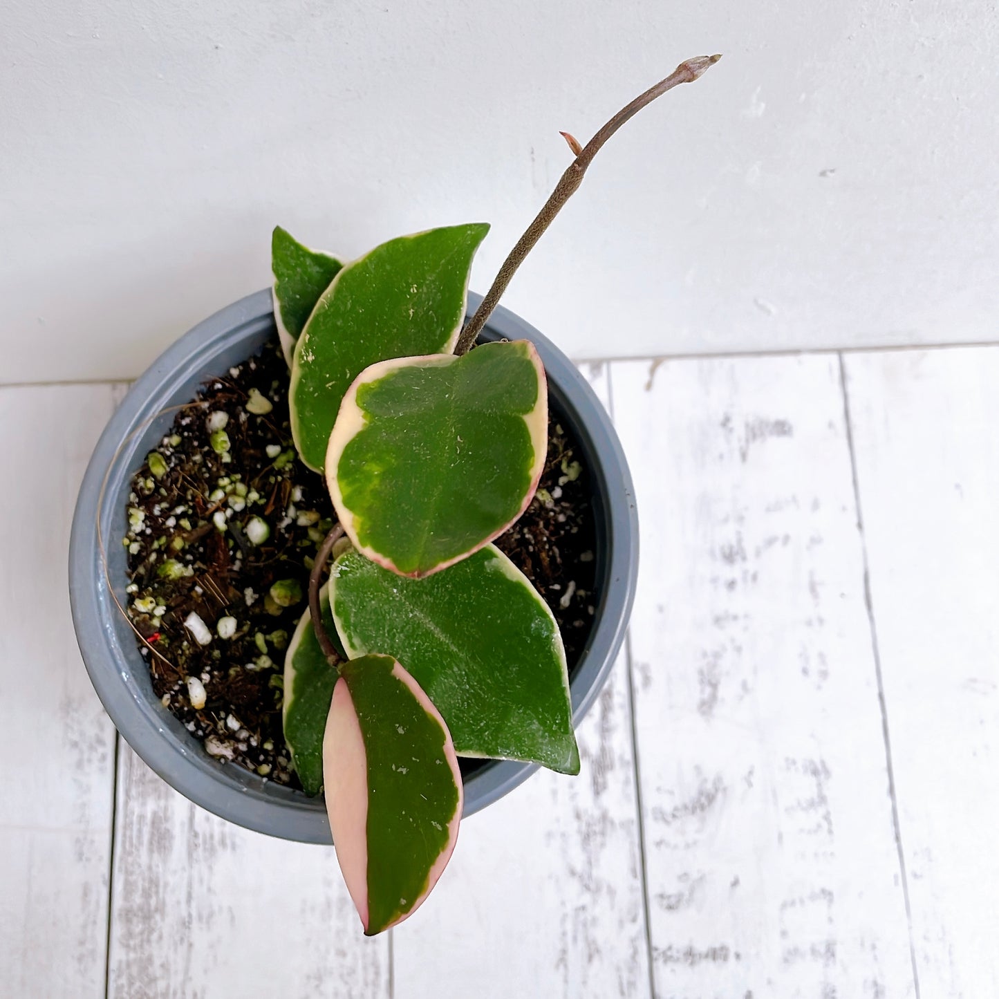 Hoya Krimson Queen