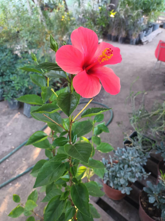 Hibisco planta 80 cm