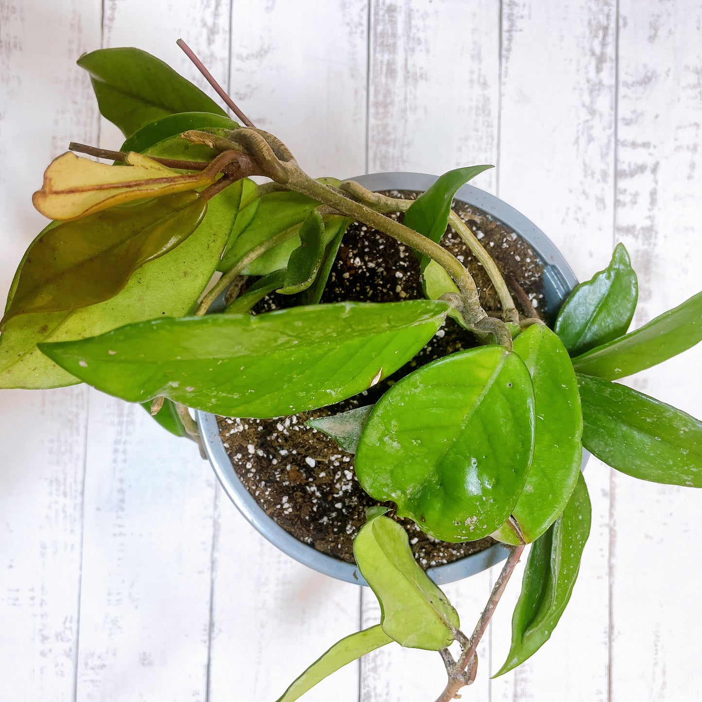 Hoya Carnosa / Clepia