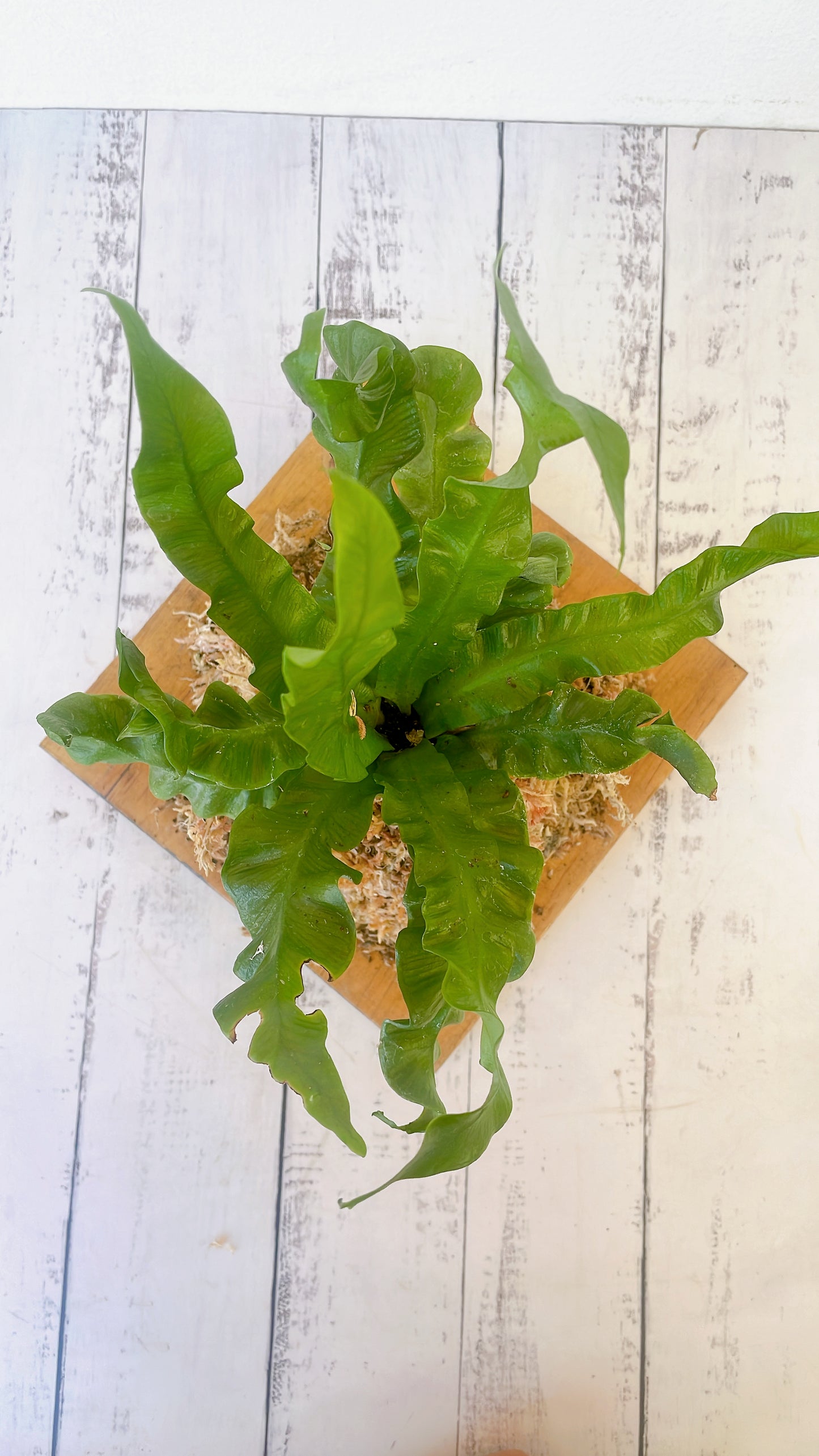 Helecho Asplenium Nidus Crispy en base