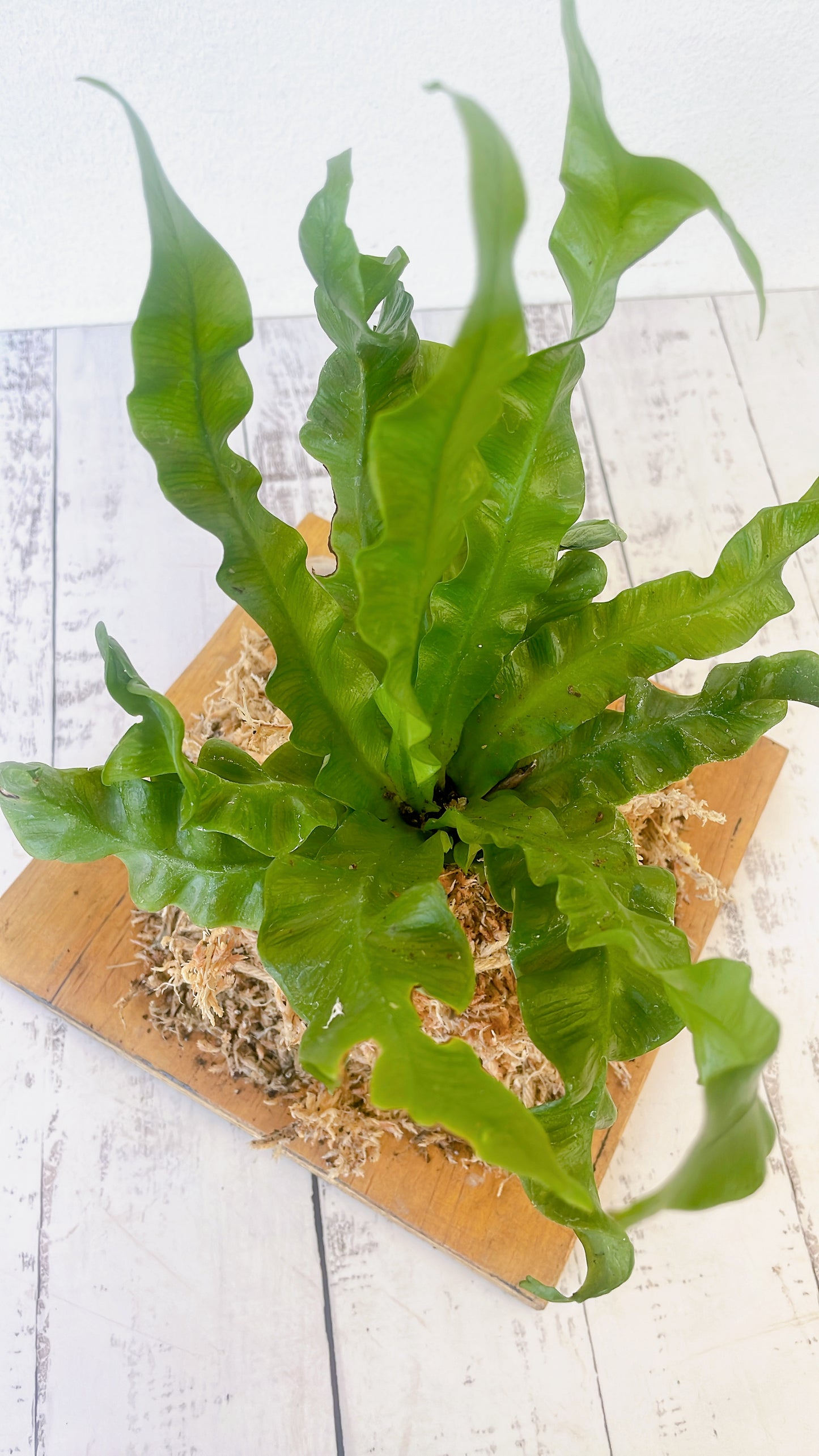 Helecho Asplenium Nidus Crispy en base