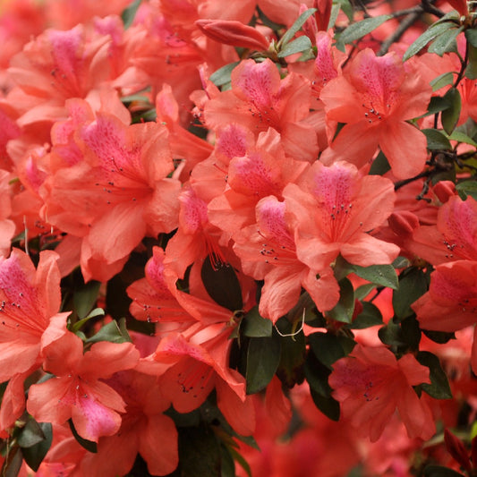 Azalea Robusta