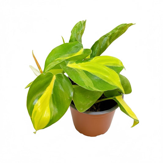 Philodendro Cordatum Brasil