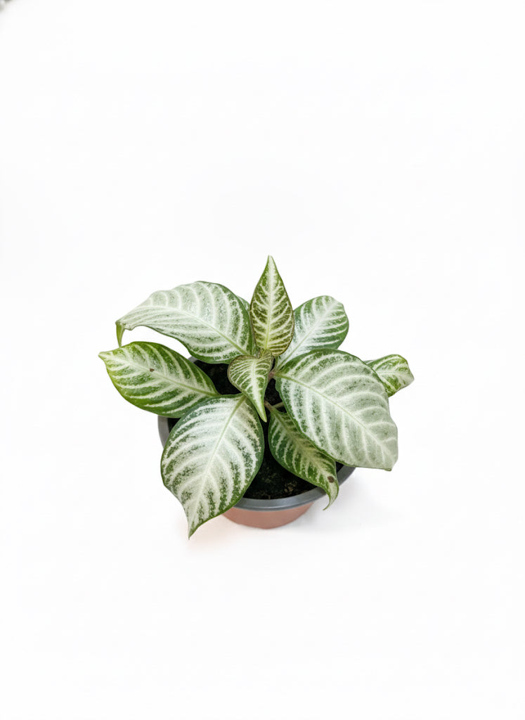Aphelandra Variegada