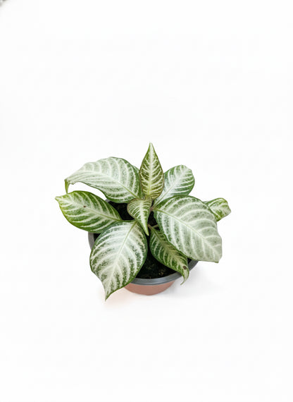 Aphelandra Variegada