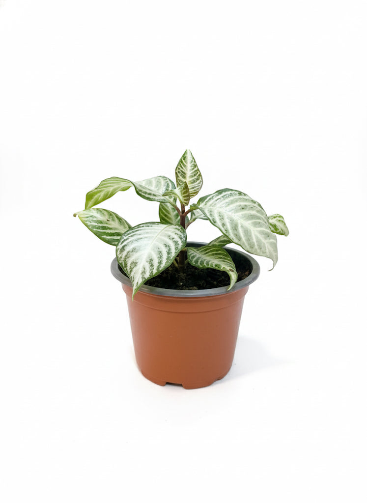 Aphelandra Variegada