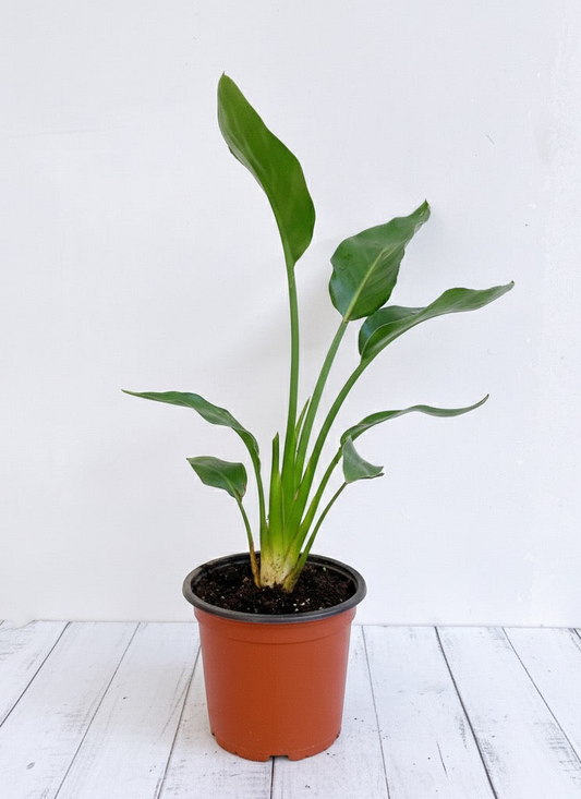 Ave del paraíso / Strelitzia Reginae