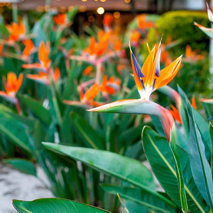 Ave del paraíso / Strelitzia Reginae