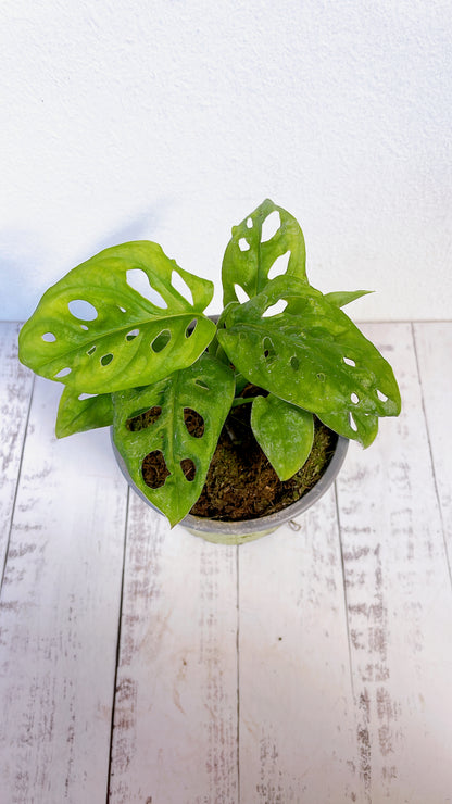 Monstera Friedrichsthalii