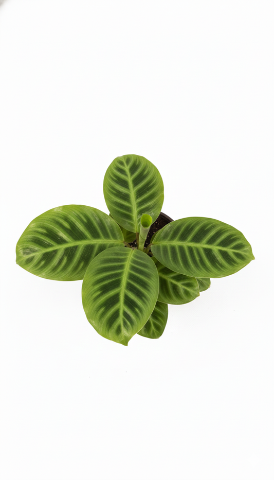 Calathea Zebrina