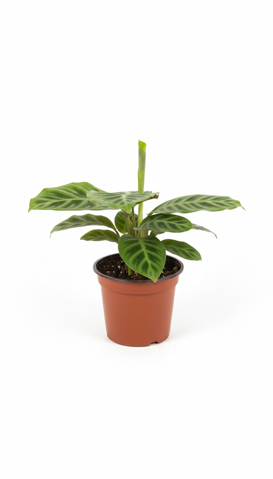 Calathea Zebrina
