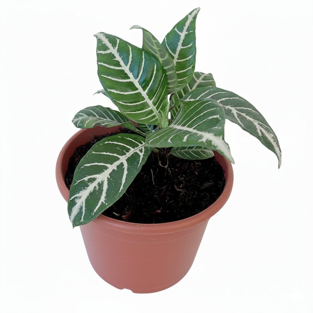 Aphelandra