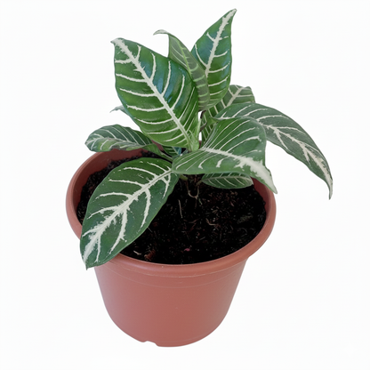 Aphelandra