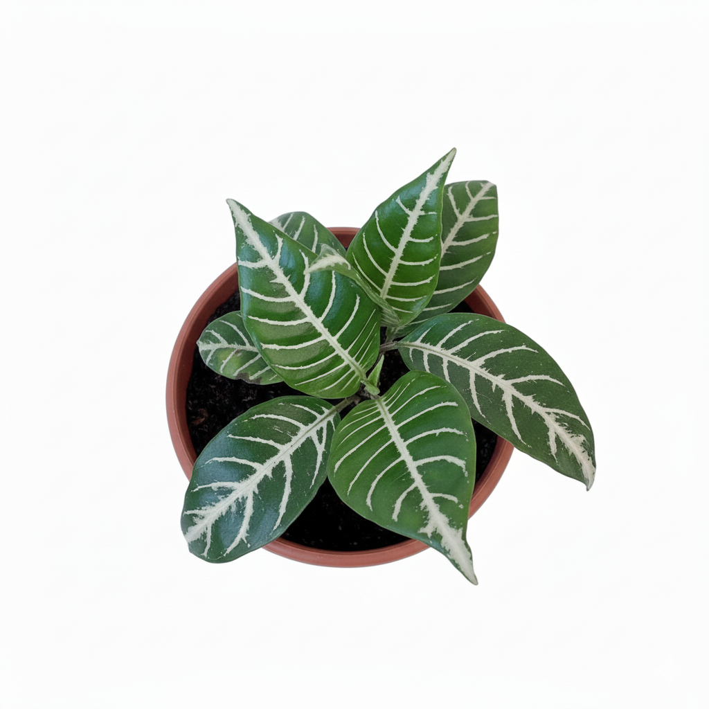 Aphelandra
