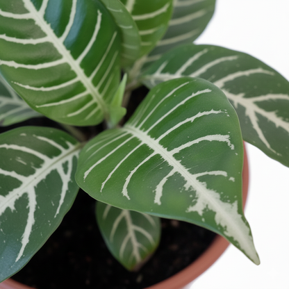 Aphelandra