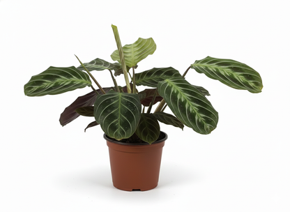 Maranta Leuconera “Cat Moustache”