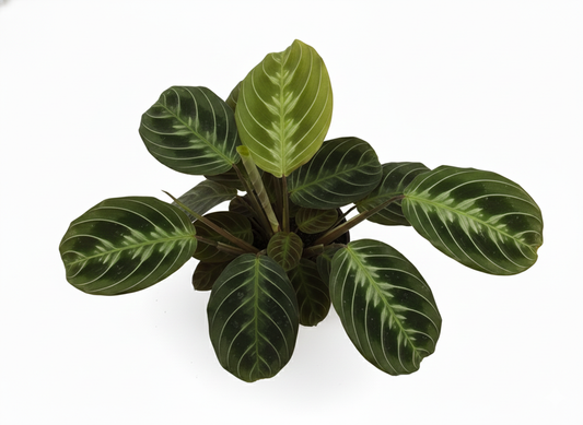 Maranta Leuconera “Cat Moustache”