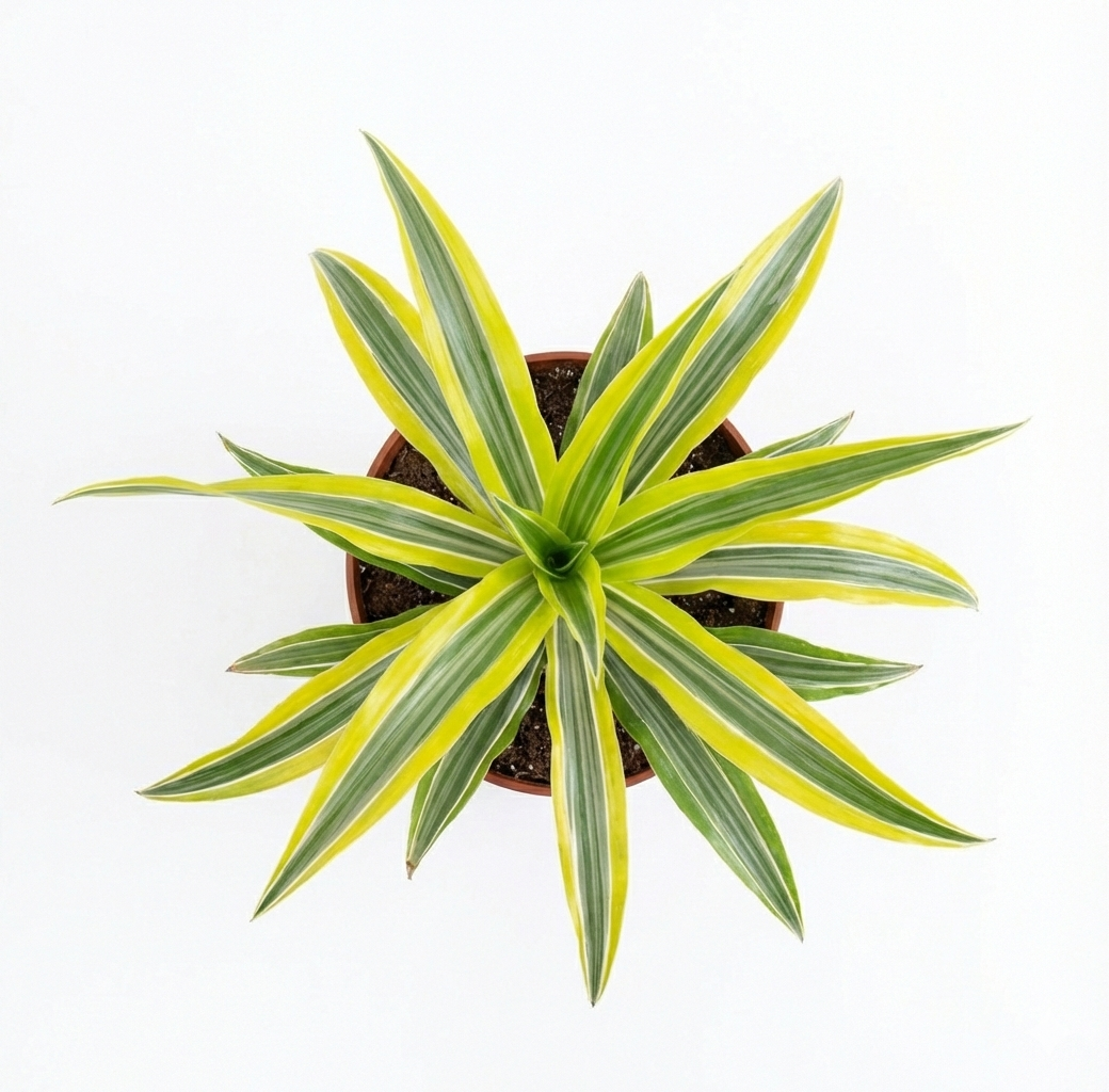 Dracena Lemon Lime