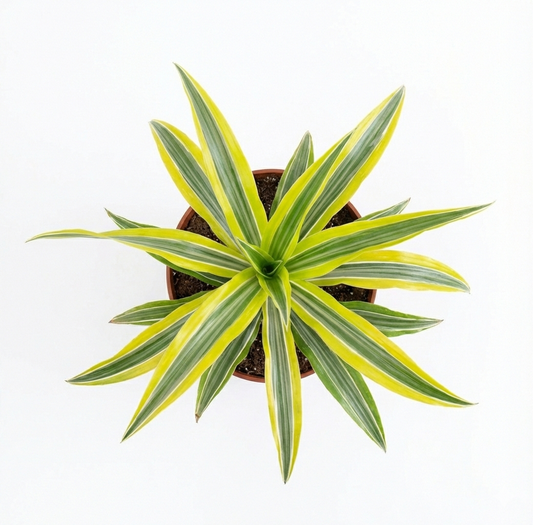 Dracena Lemon Lime