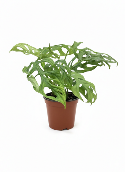 Monstera Adansonni