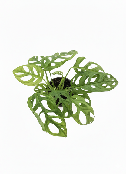 Monstera Adansonni