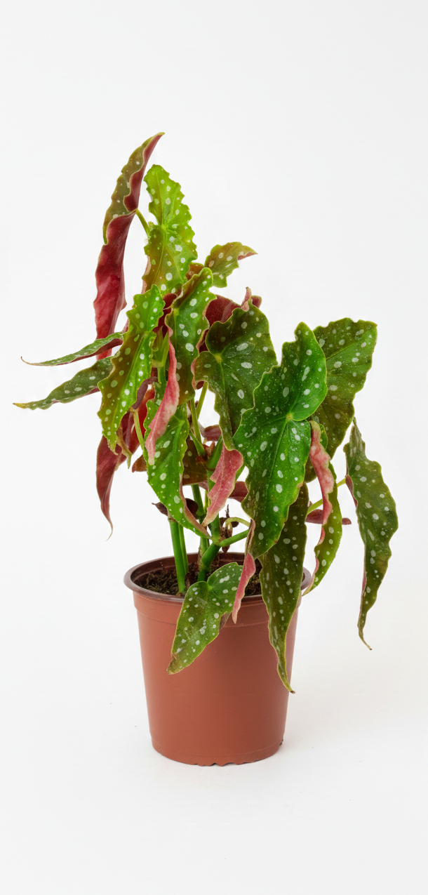 Begonia Maculata