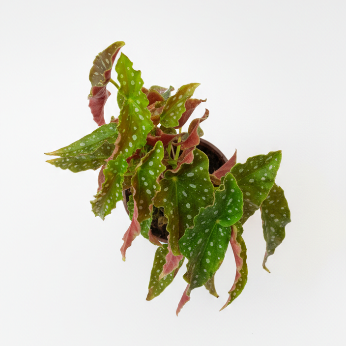 Begonia Maculata