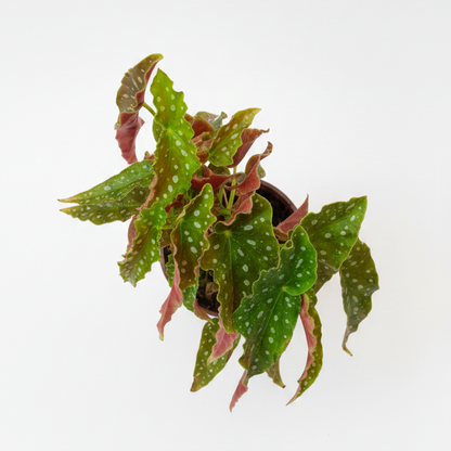 Begonia Maculata
