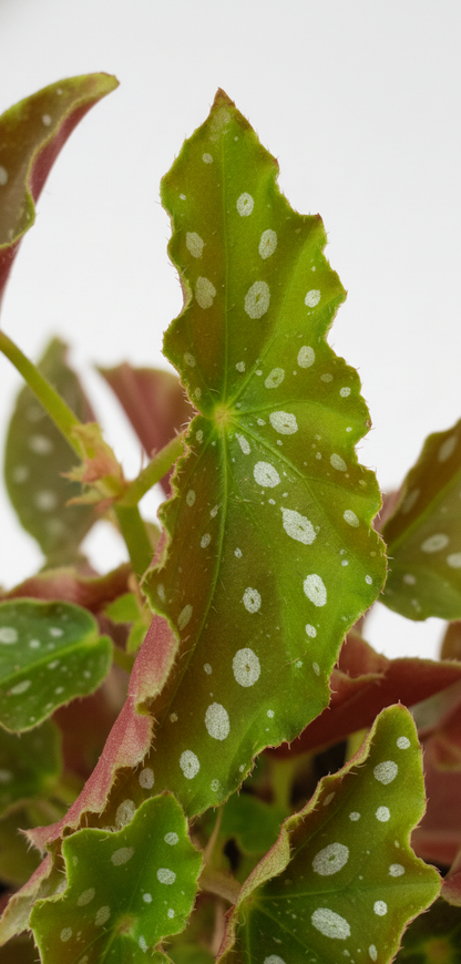 Begonia Maculata