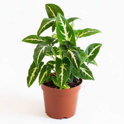 Singonio Wendlandii